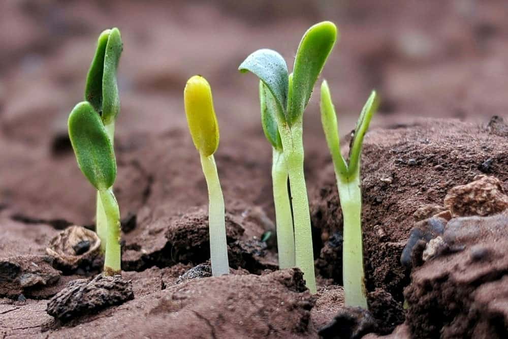 asya energy of life - Formaciones