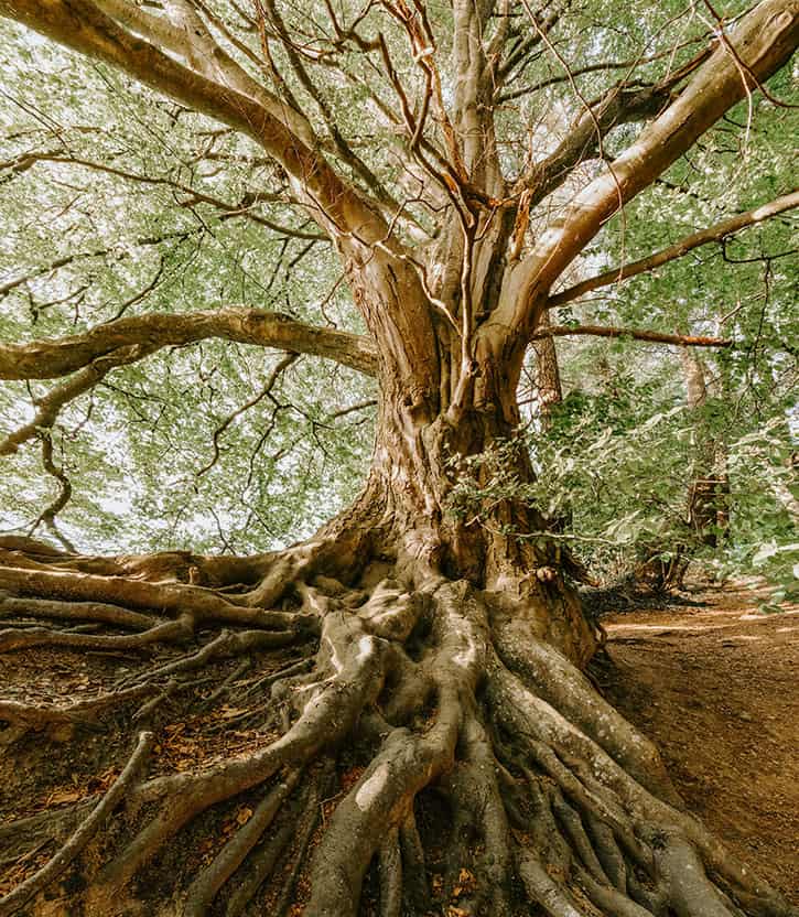 asya energy of life - Formaciones